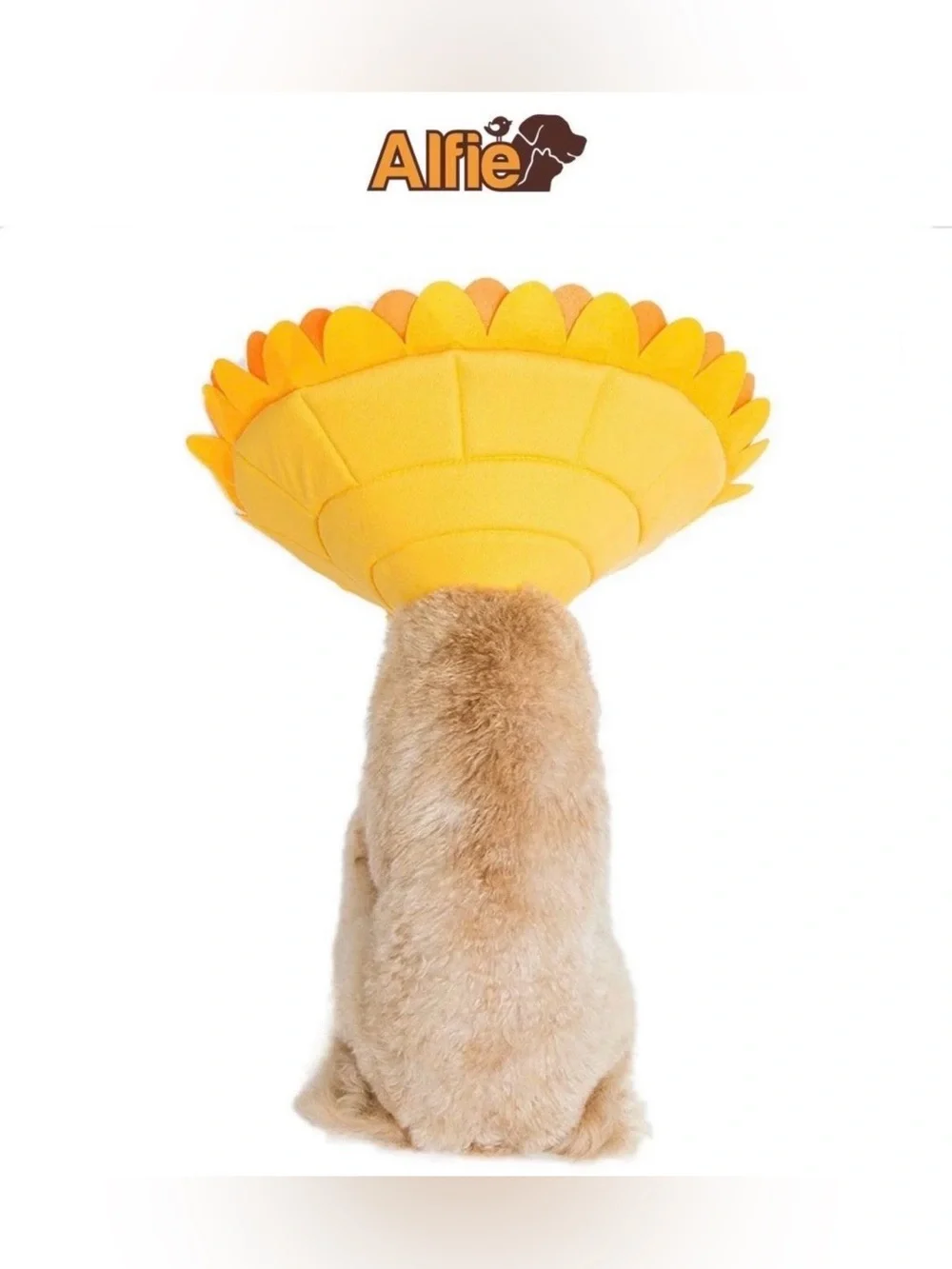 Alfie m2668 can